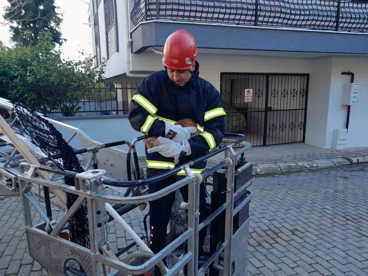 Ağaçta mahsur kalan kedinin imdadına itfaiye ekipleri yetişti