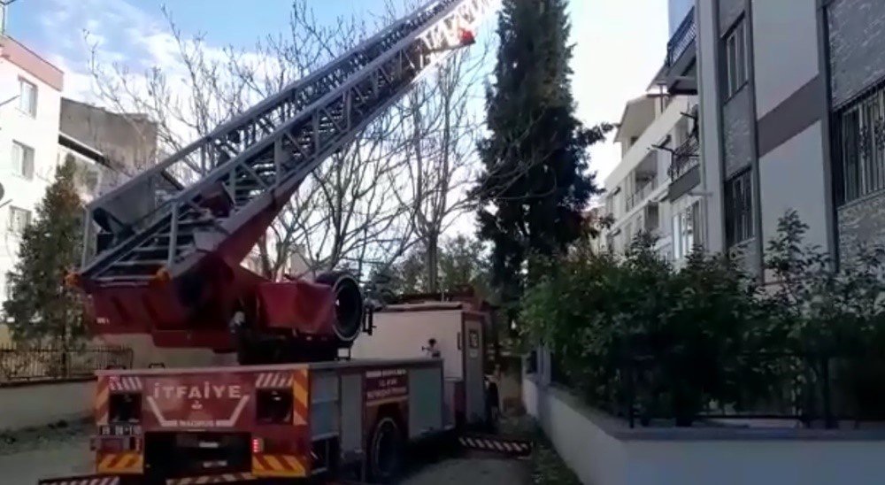 Ağaçta mahsur kalan kedinin imdadına itfaiye ekipleri yetişti