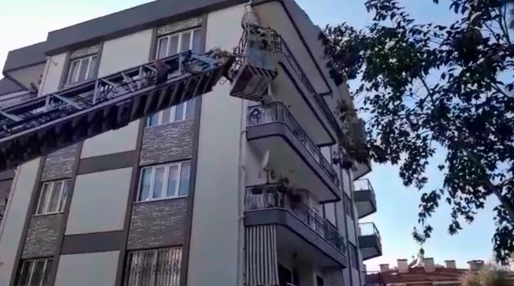 Ağaçta mahsur kalan kedinin imdadına itfaiye ekipleri yetişti