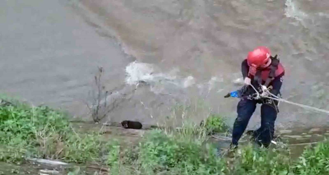 Derede mahsur kalan kediyi itfaiye ekipleri kurtardı