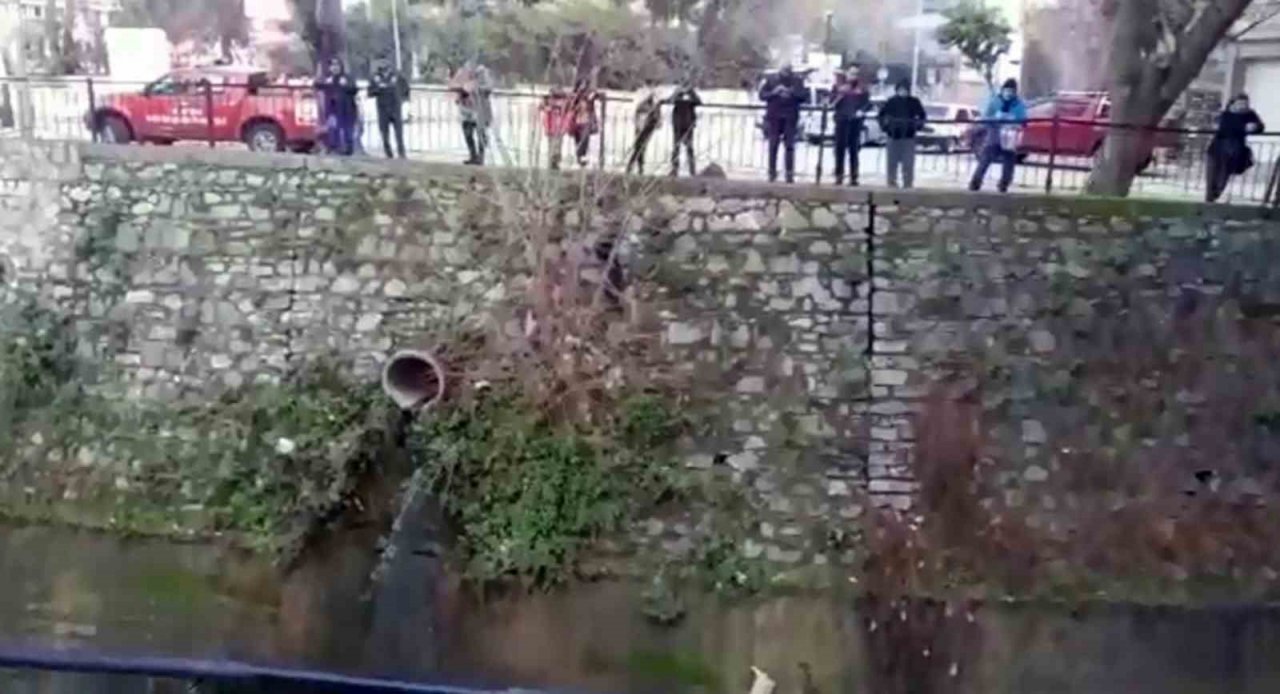 Derede mahsur kalan kediyi itfaiye ekipleri kurtardı