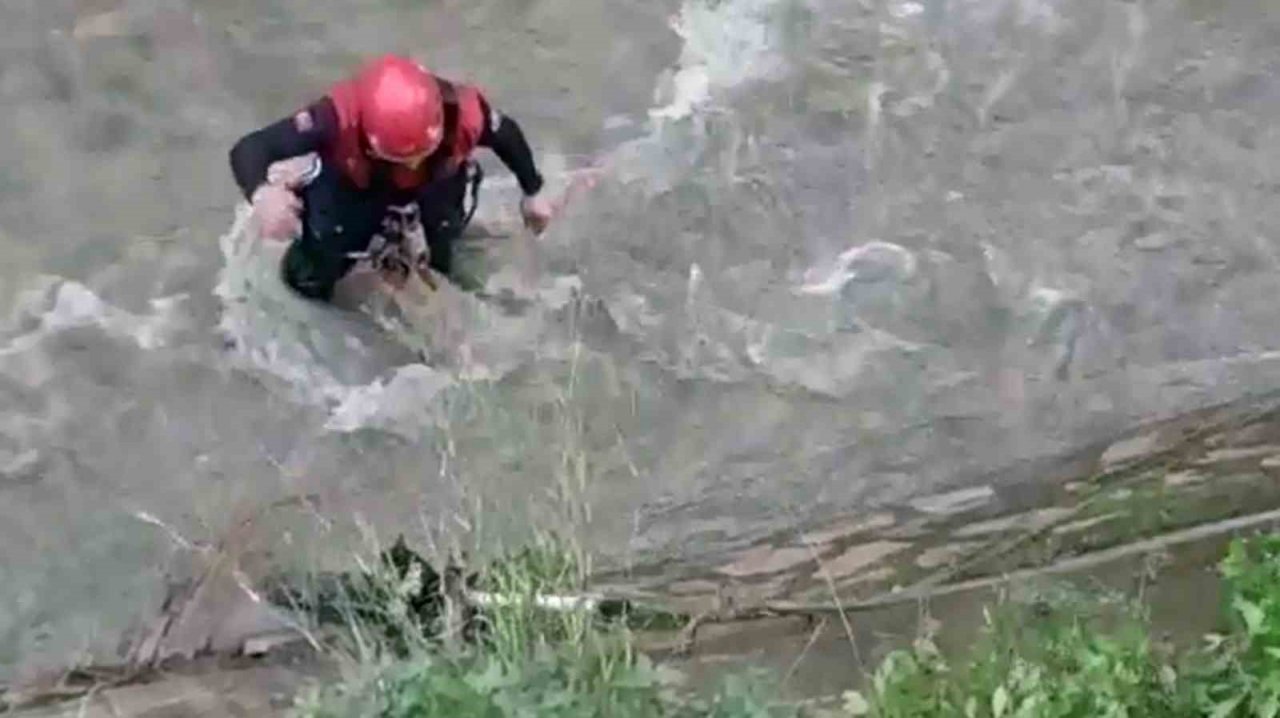 Derede mahsur kalan kediyi itfaiye ekipleri kurtardı