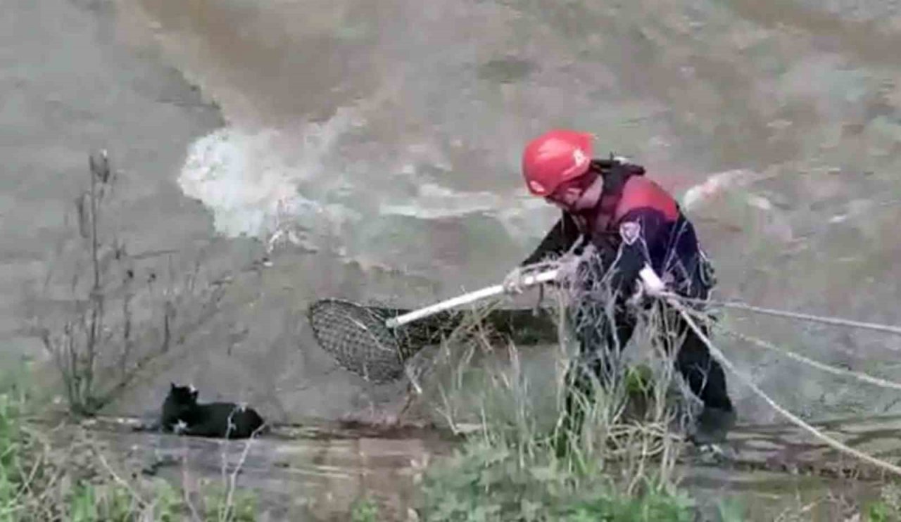 Derede mahsur kalan kediyi itfaiye ekipleri kurtardı