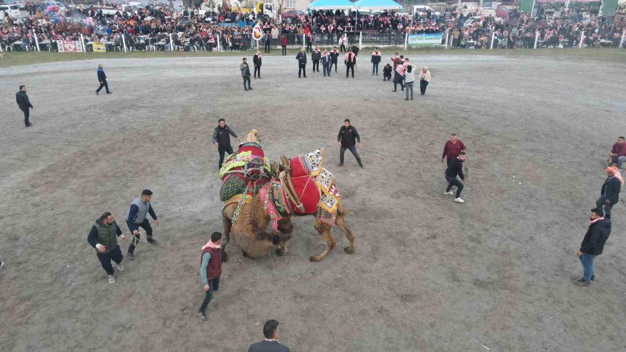 Efeler’deki ’Deve Güreşi Festivali’ne vatandaşlar yoğun ilgi gösterdi