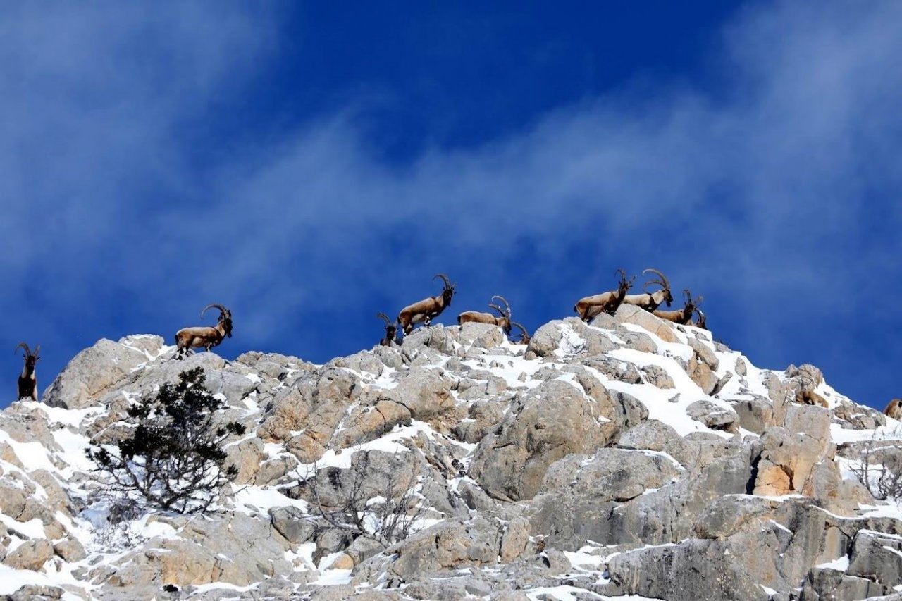 Nesli tükenmekte olan yaban keçileri Kayseri’de yeniden hayat buldu
