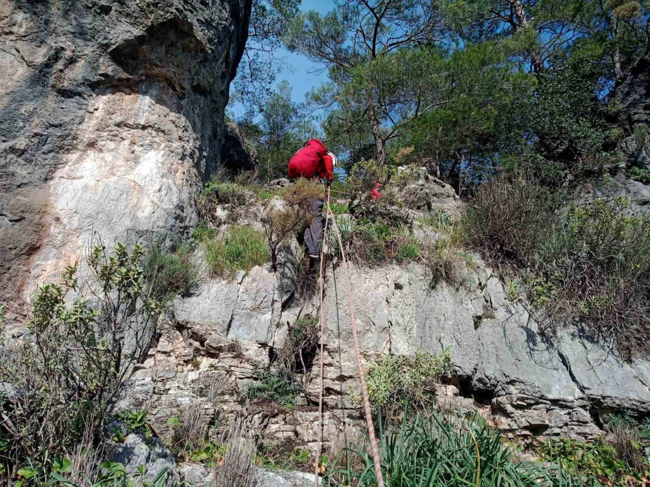Sarp bölgede mahsur kalan keçiyi AKUT kurtardı