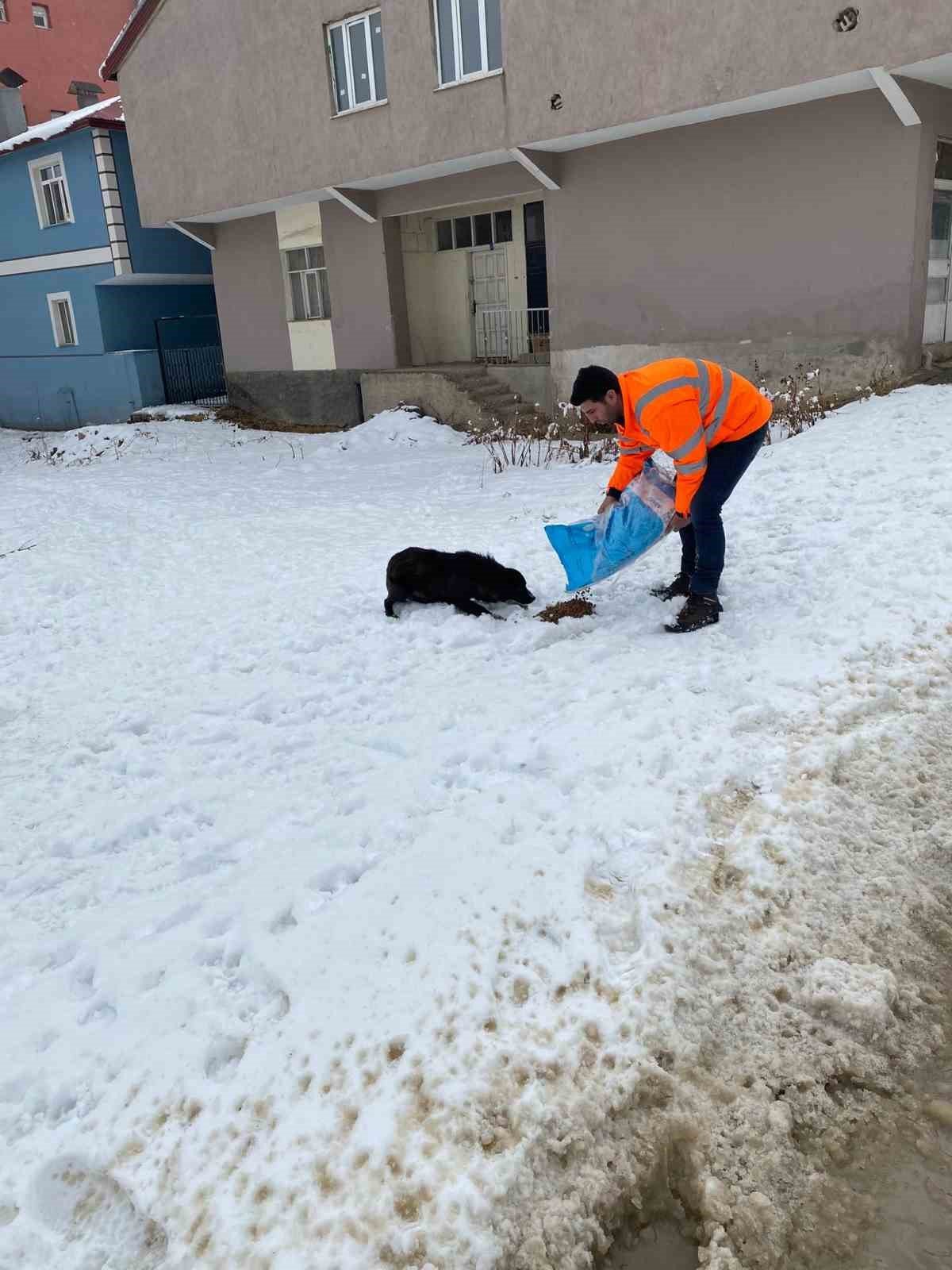 Hayvanları beslediler, yaralı köpeğe sahip çıktılar