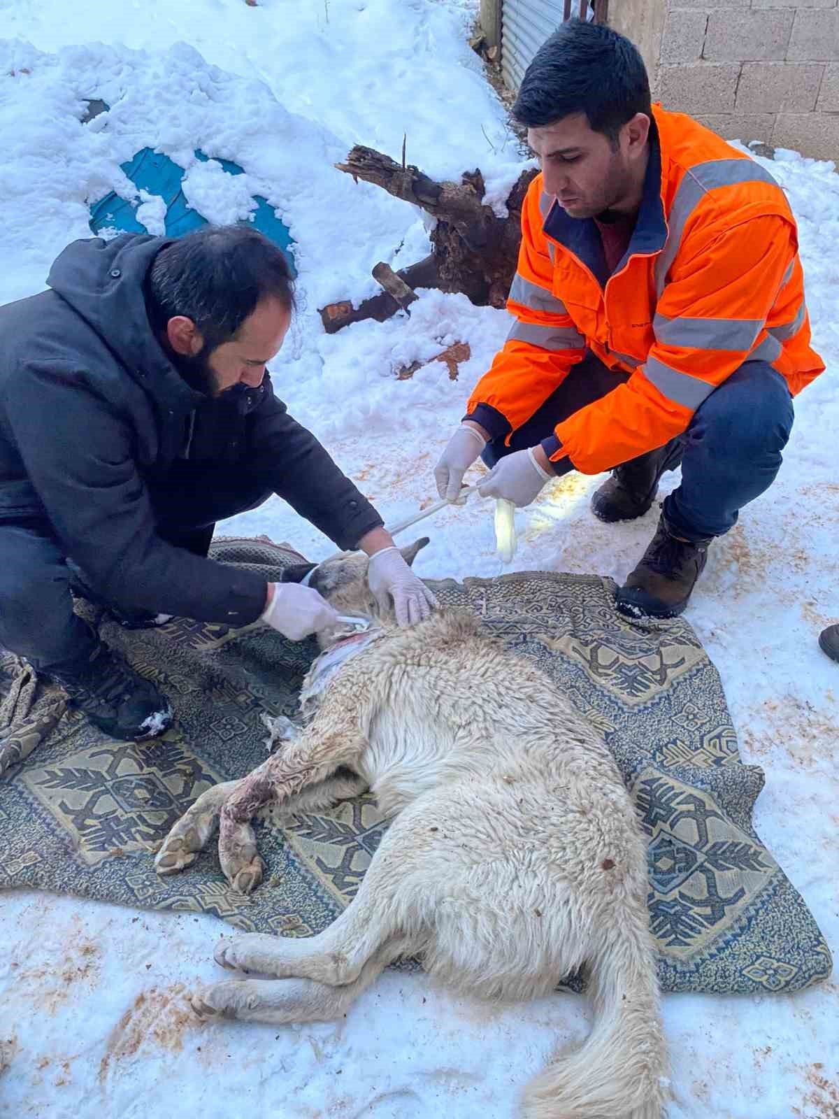 Hayvanları beslediler, yaralı köpeğe sahip çıktılar