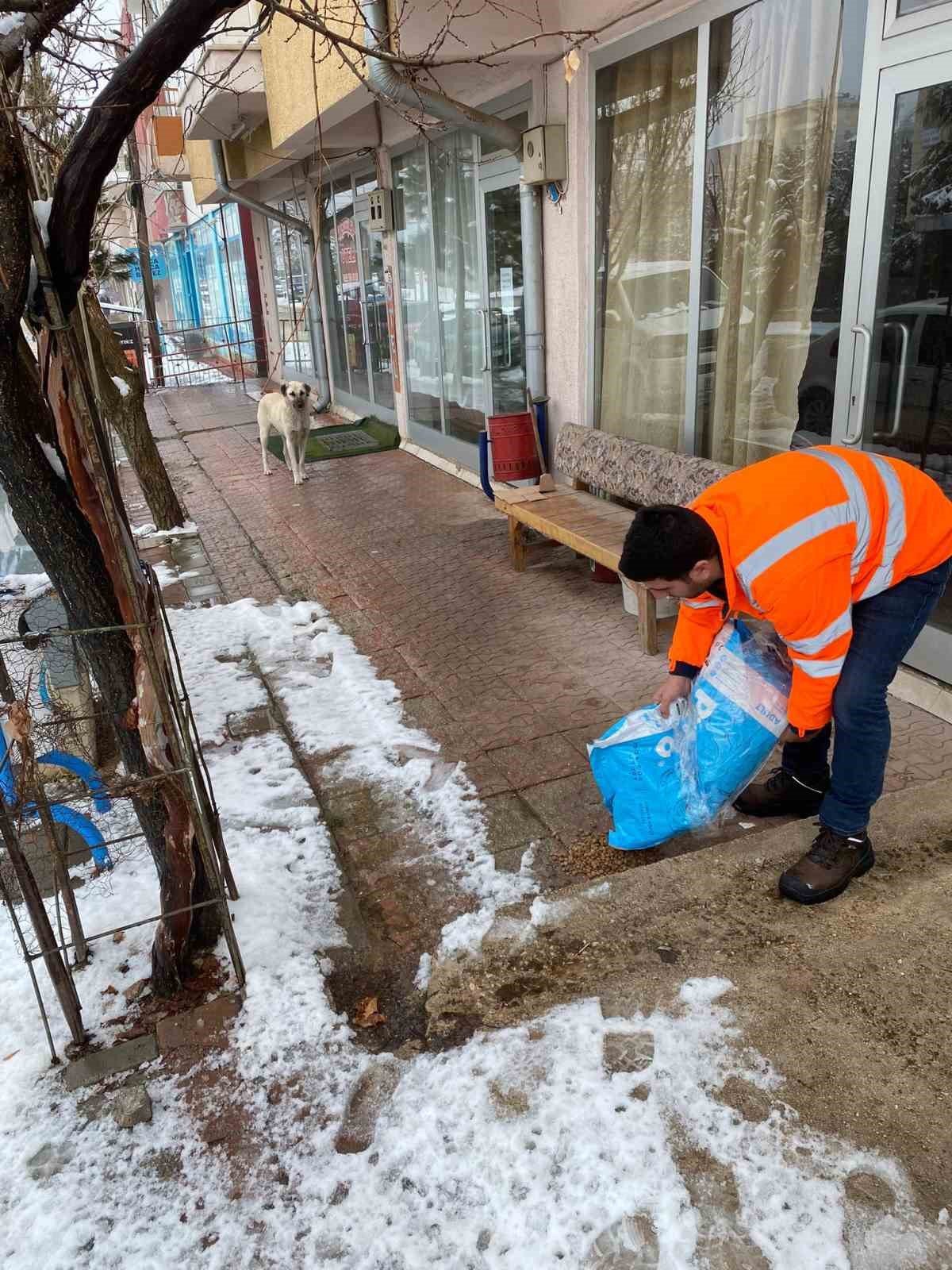 Hayvanları beslediler, yaralı köpeğe sahip çıktılar