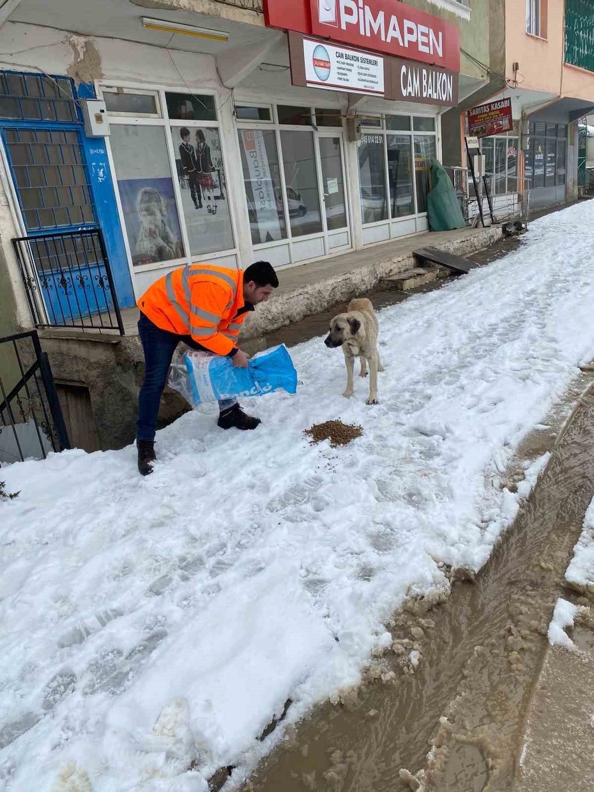 Hayvanları beslediler, yaralı köpeğe sahip çıktılar