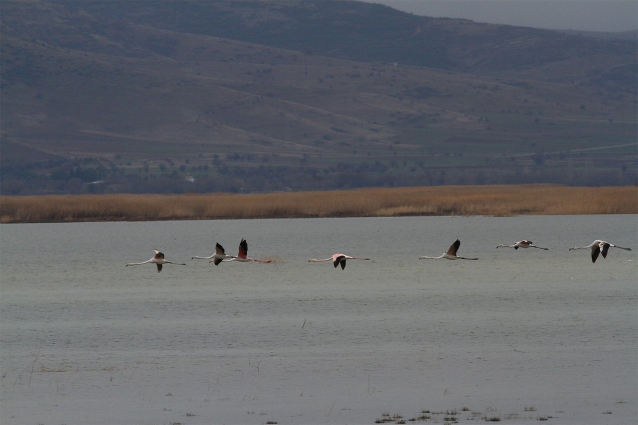 Denizli’de 33 farklı türde 29 bin 794 kuş sayıldı