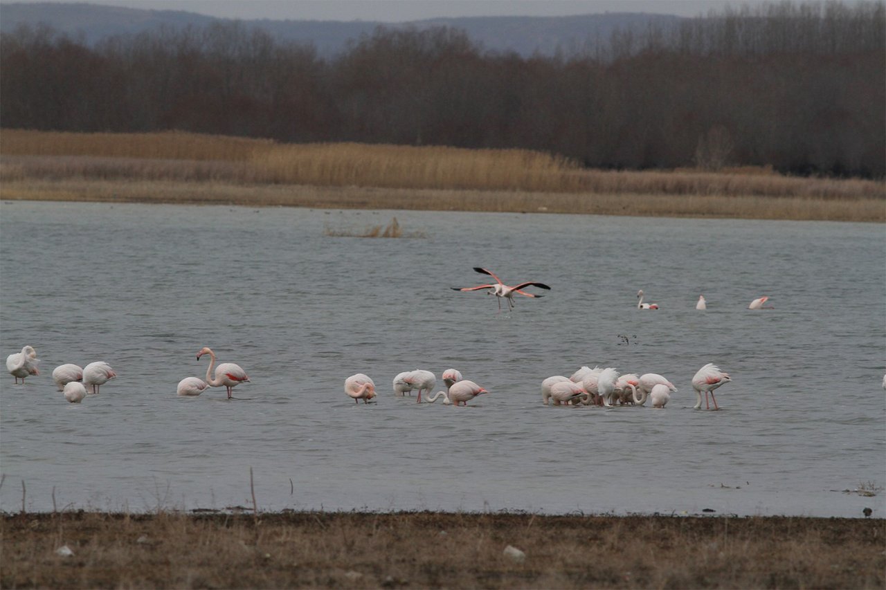 Denizli’de 33 farklı türde 29 bin 794 kuş sayıldı