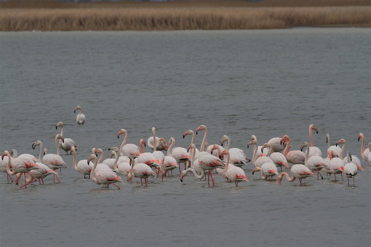 Denizli’de 33 farklı türde 29 bin 794 kuş sayıldı