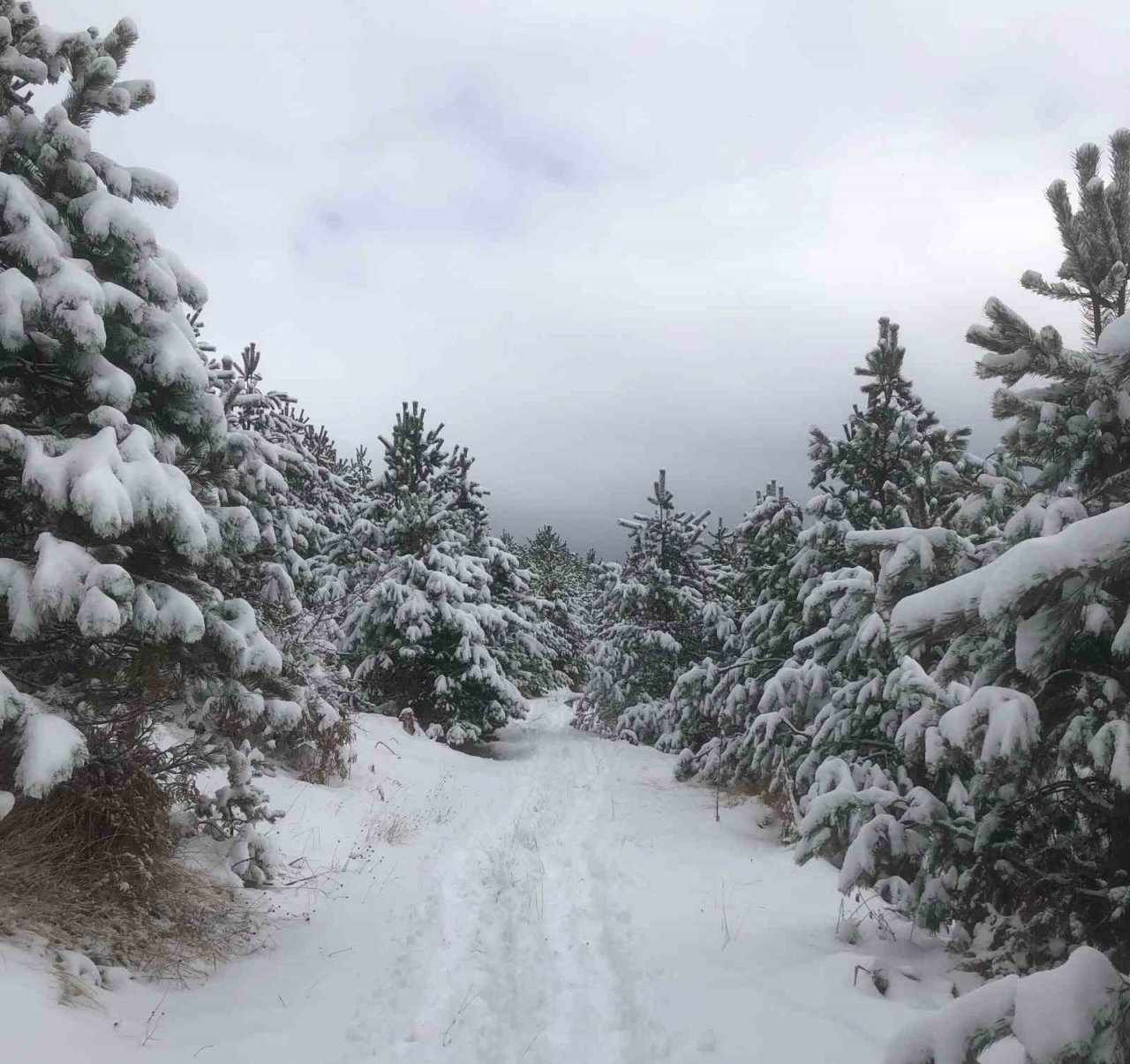 Kızlan Yaylası’nda beyaz güzellik