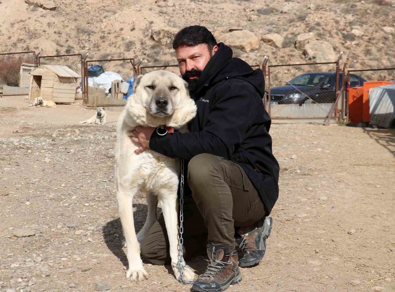 O iddialara uzmanından yanıt: "Kanlı canlı beslenen kangallar daha vahşi ve hareketli"