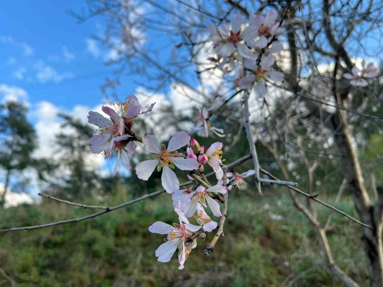 Ortacada badem ağaçları çiçek açtı