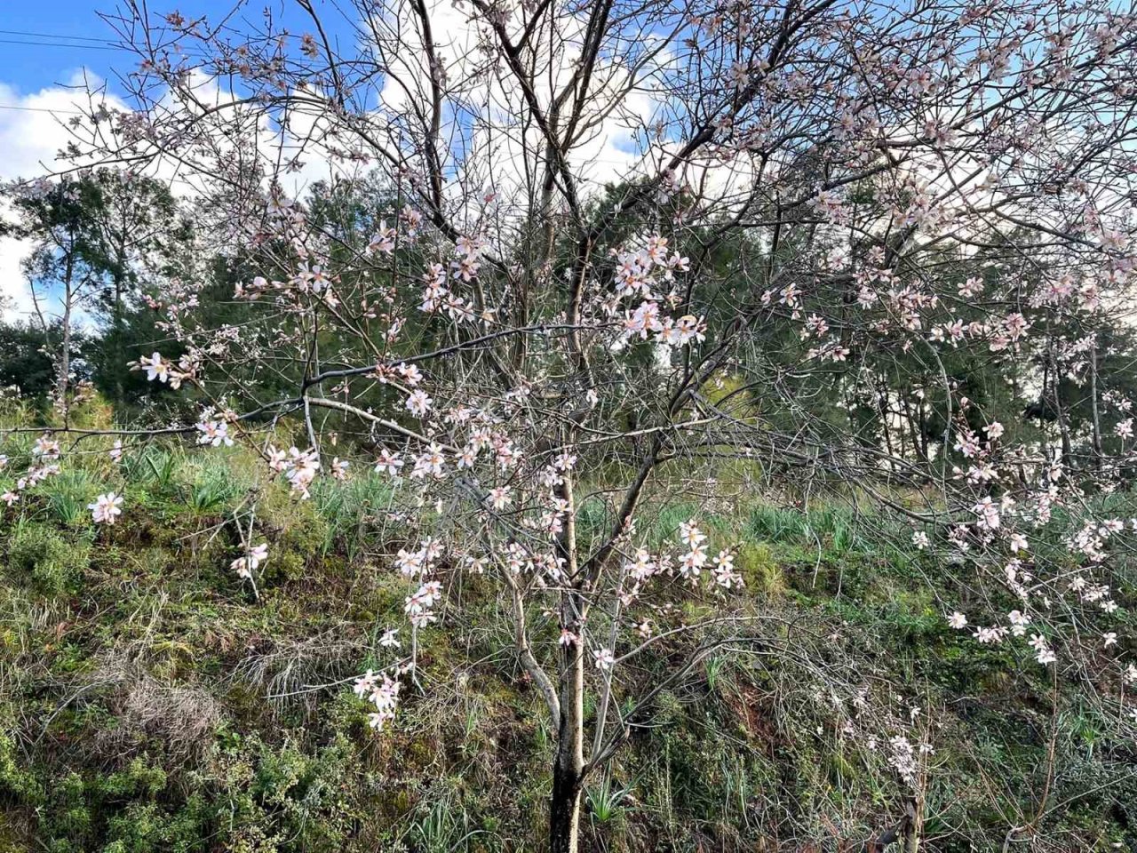 Ortacada badem ağaçları çiçek açtı