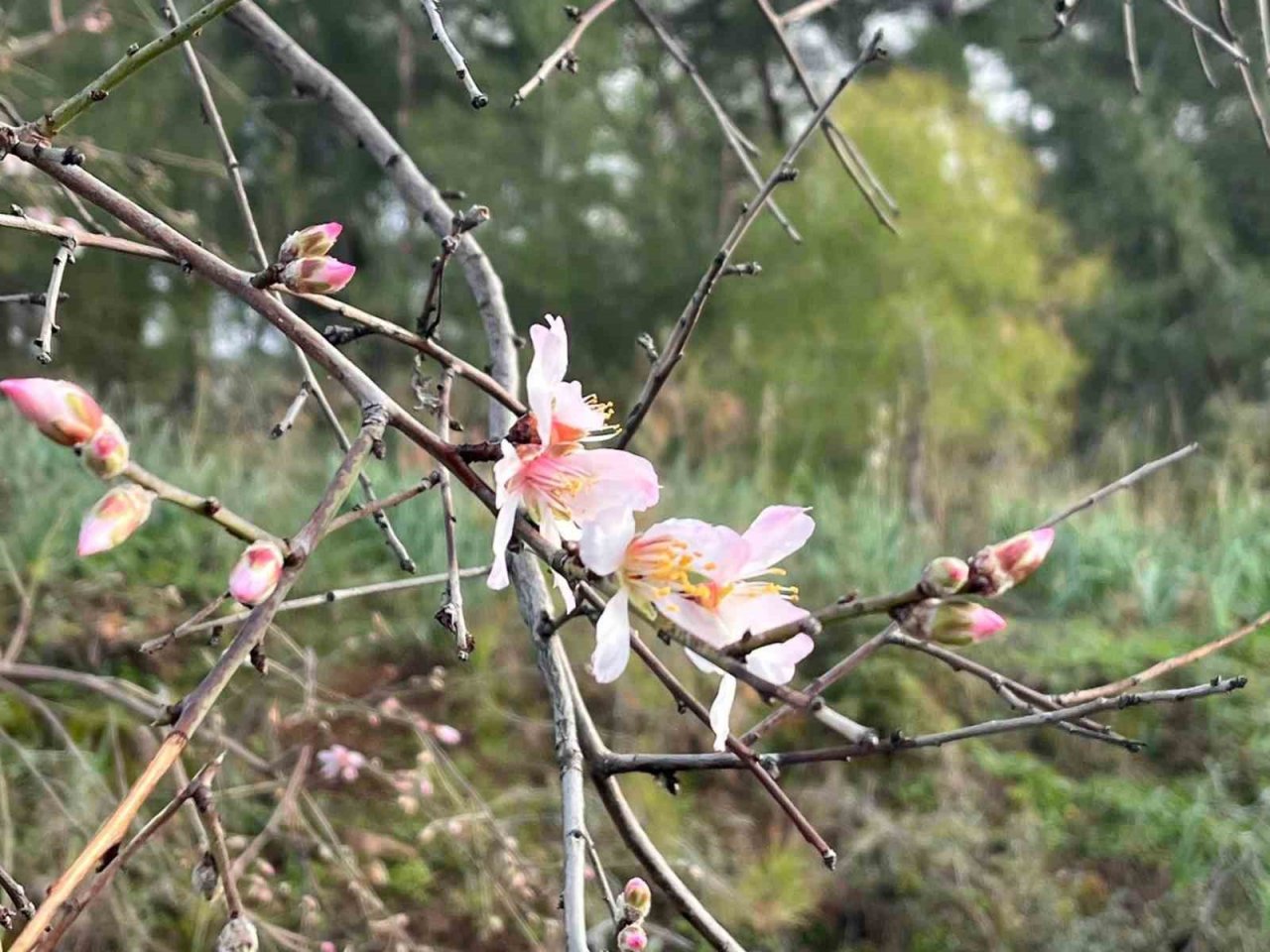 Ortacada badem ağaçları çiçek açtı