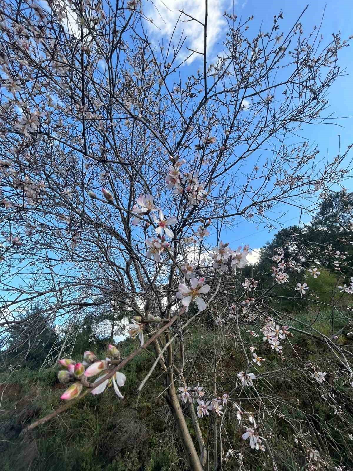 Ortacada badem ağaçları çiçek açtı