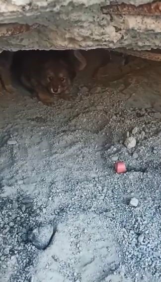 Yıkılan beton bloklarda mahsur kalan yavru köpekler, iş makinesi yardımıyla kurtarıldı