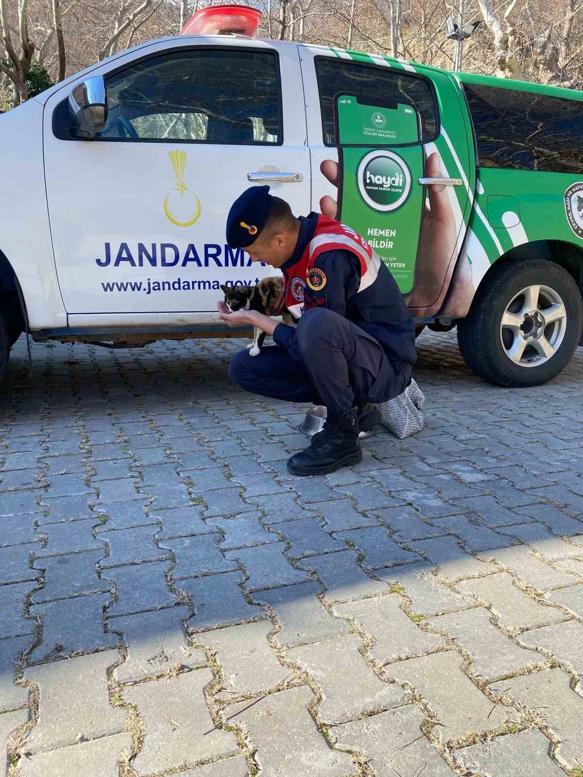 Jandarma ekipleri Buharkent’teki sokak hayvanlarını unutmadı