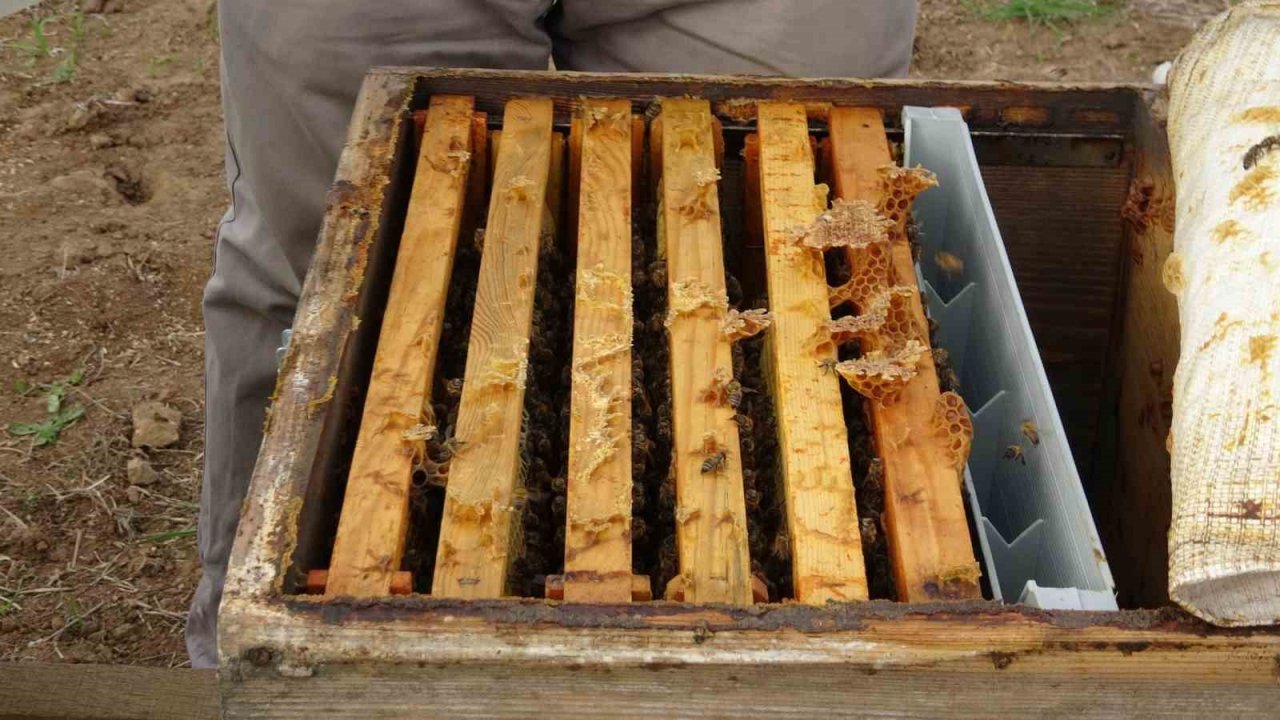 Çanakkale balı Avrupa yolcusu