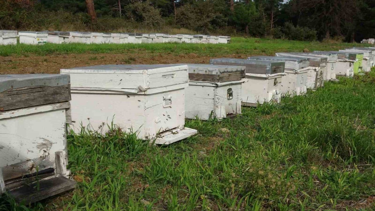 Çanakkale balı Avrupa yolcusu