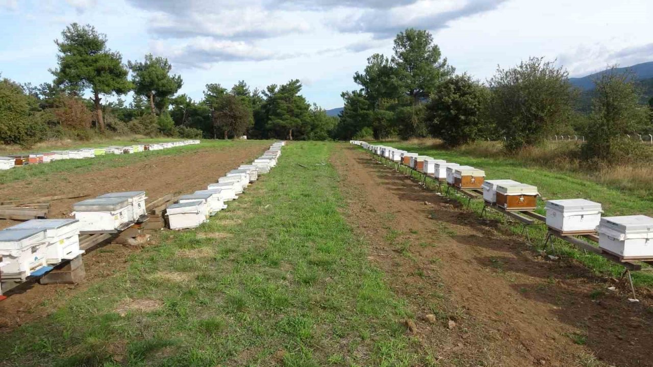 Çanakkale balı Avrupa yolcusu