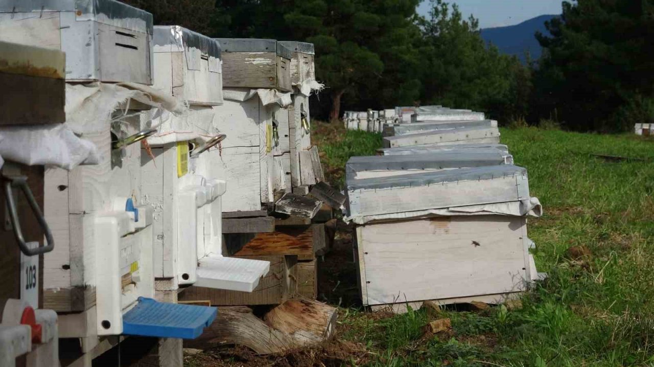 Çanakkale balı Avrupa yolcusu