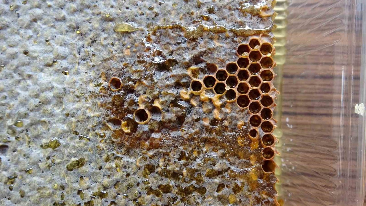 Çanakkale balı Avrupa yolcusu