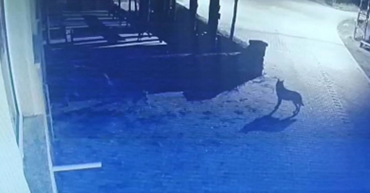 Aç kalan kurtlar mahalleye indi, ineği telef etti