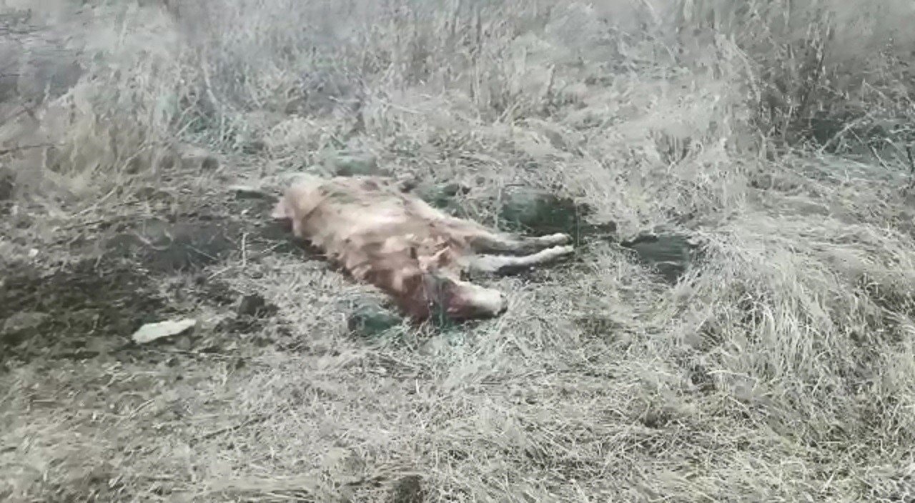 Aç kalan kurtlar mahalleye indi, ineği telef etti