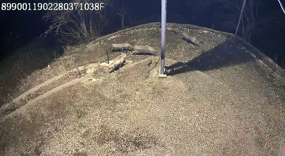 Sürü halinde köye inen kurtlar güvenlik kamerasına yansıdı