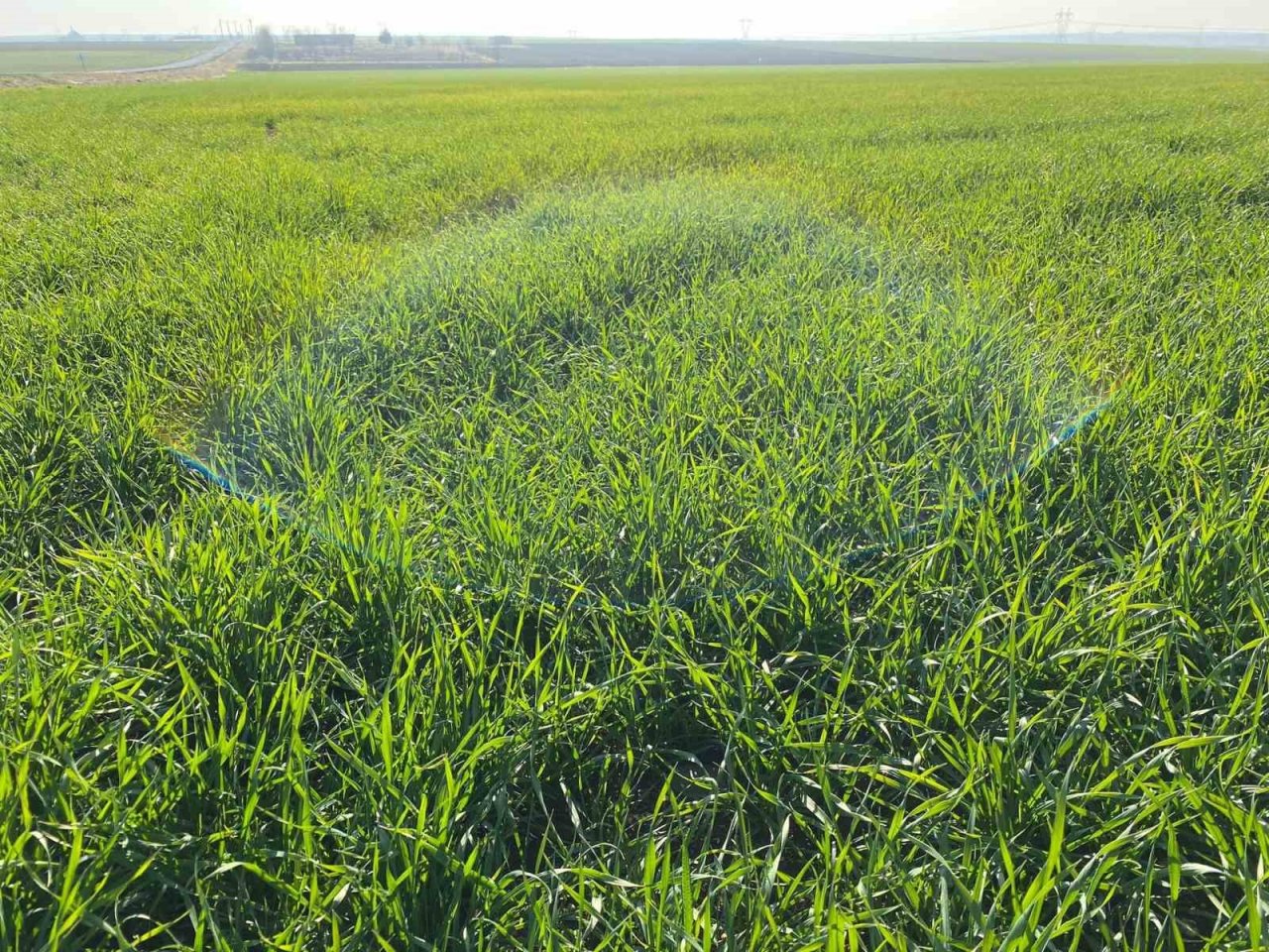 Pamuk ve mısırda düşüş yaşandı, kuraklık kriz merkezi oluşturuldu