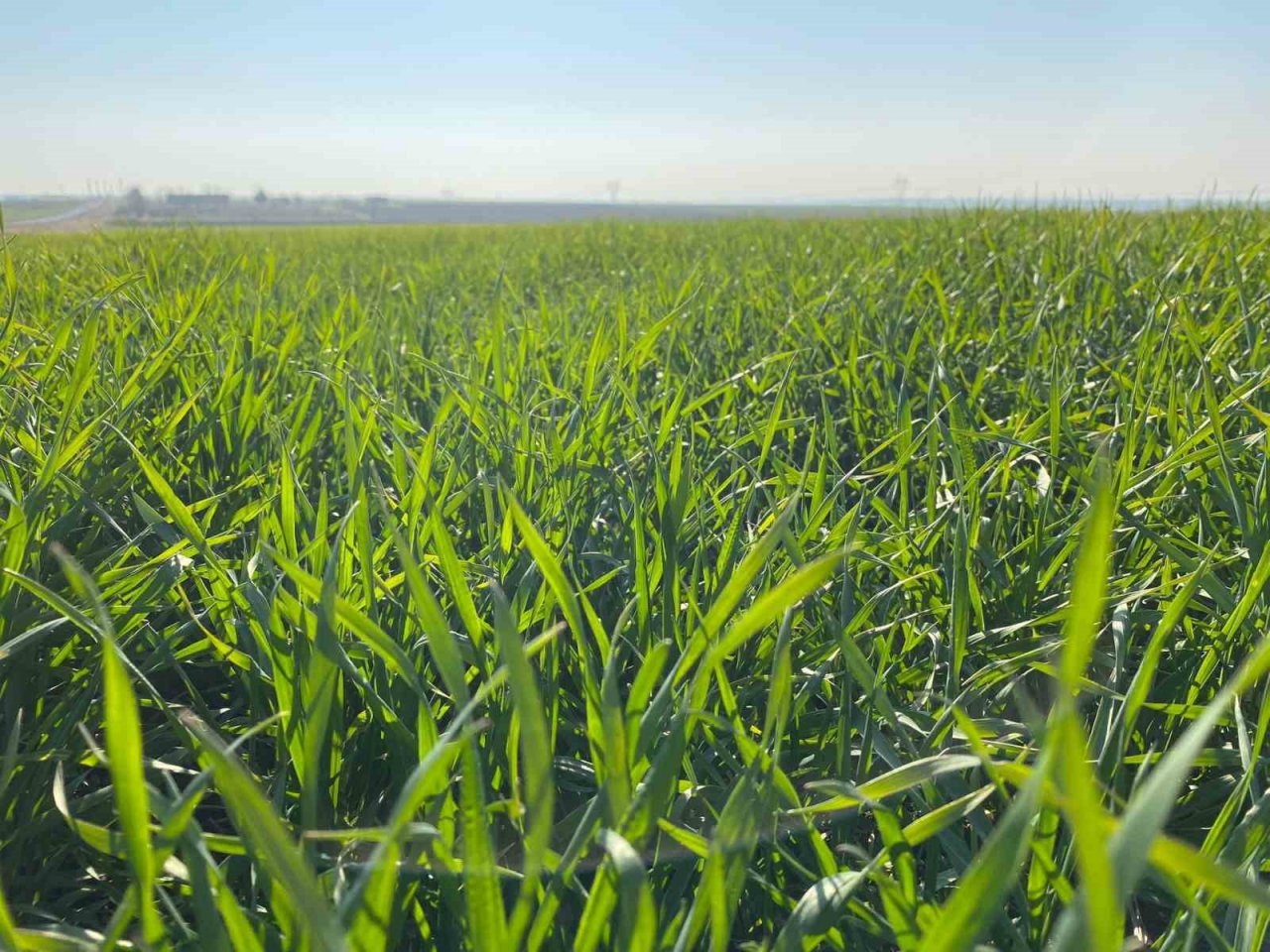 Pamuk ve mısırda düşüş yaşandı, kuraklık kriz merkezi oluşturuldu