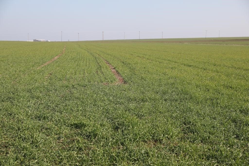 Pamuk ve mısırda düşüş yaşandı, kuraklık kriz merkezi oluşturuldu