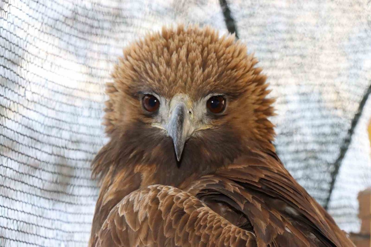 Uçamayan kartalı arabasına alıp tedavi için ilçeye getirdi