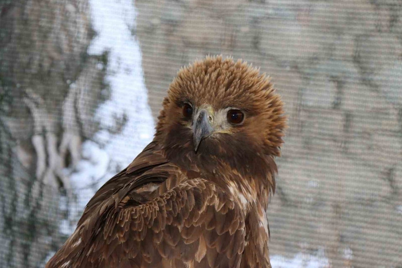 Uçamayan kartalı arabasına alıp tedavi için ilçeye getirdi