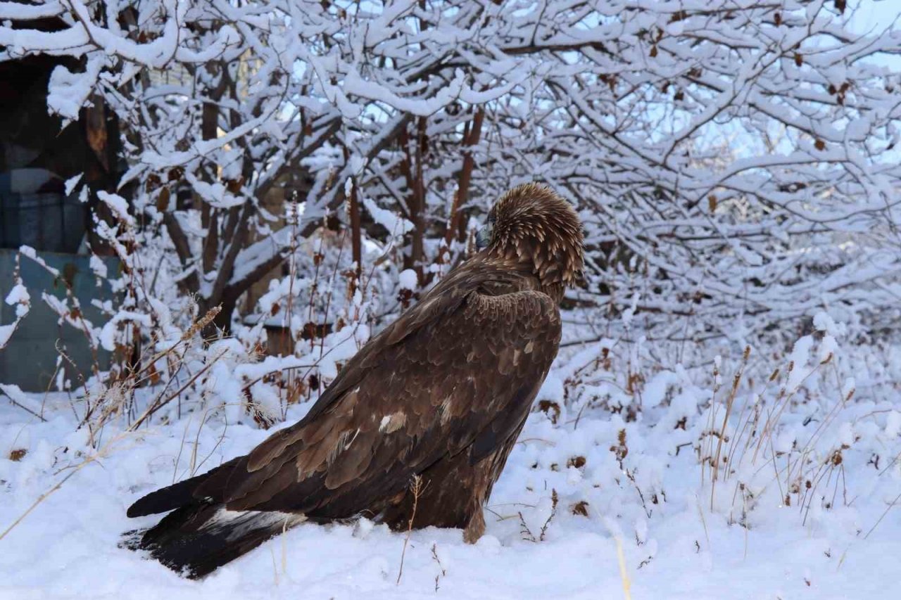 Uçamayan kartalı arabasına alıp tedavi için ilçeye getirdi