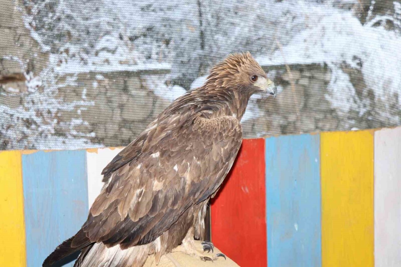 Uçamayan kartalı arabasına alıp tedavi için ilçeye getirdi