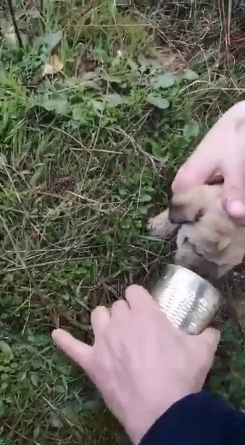 Kafasını konserve kutusuna sıkıştıran yavru köpeği Pendik Belediyesi personeli kurtardı
