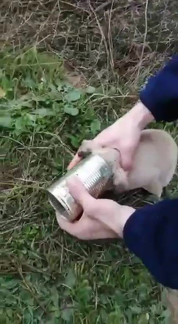 Kafasını konserve kutusuna sıkıştıran yavru köpeği Pendik Belediyesi personeli kurtardı