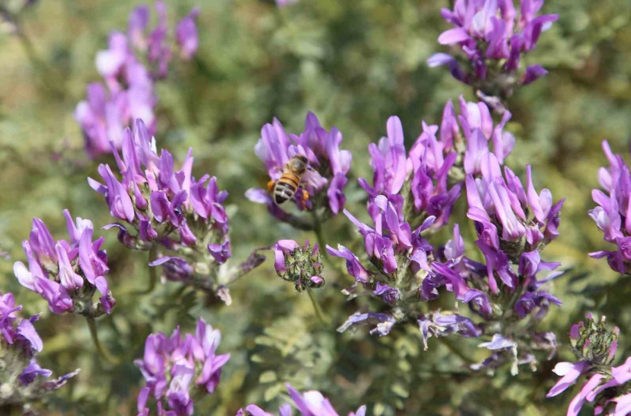 Doğal bal da ’TA’ damgası yol gösterici olacak