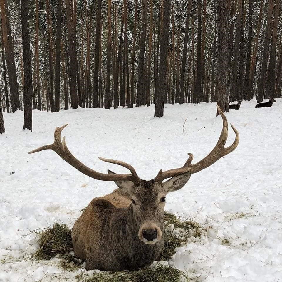 Mihalıççık’ta geyiklerin kar keyfi