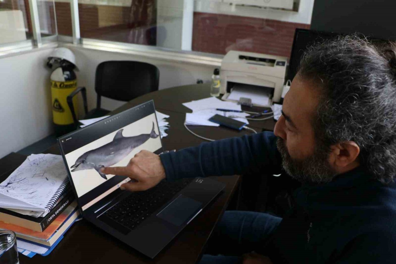 Uzmanından korkutan uyarı: "Yunus balıkları, önlem alınmazsa nesli tükenme tehlikesi altına girebilir”