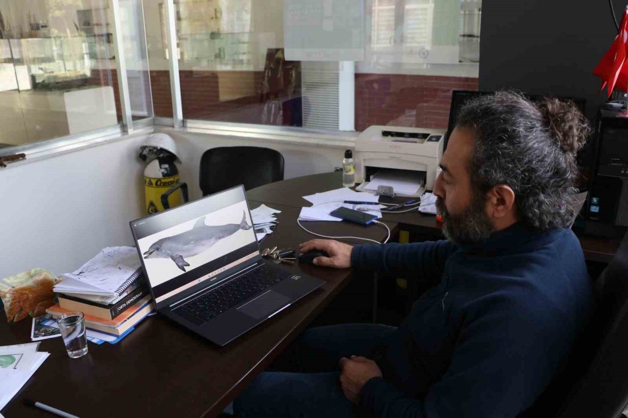Uzmanından korkutan uyarı: "Yunus balıkları, önlem alınmazsa nesli tükenme tehlikesi altına girebilir”