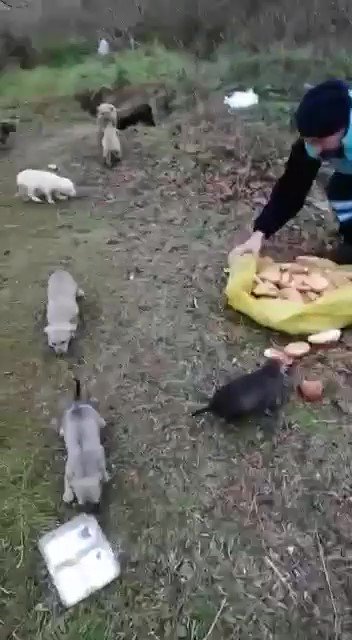 Kafasını konserve kutusuna sıkıştıran yavru köpeği Pendik Belediyesi personeli kurtardı