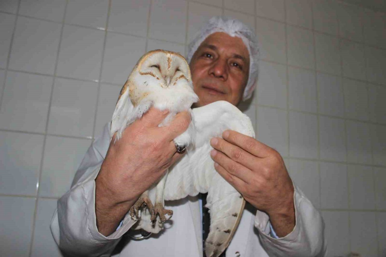 Ender görülen peçeli baykuş yaralı halde bulundu