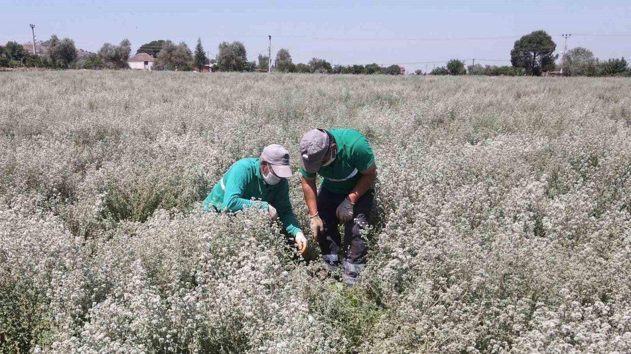 Başkan Atay, Efeler’de tarıma değer katıyor