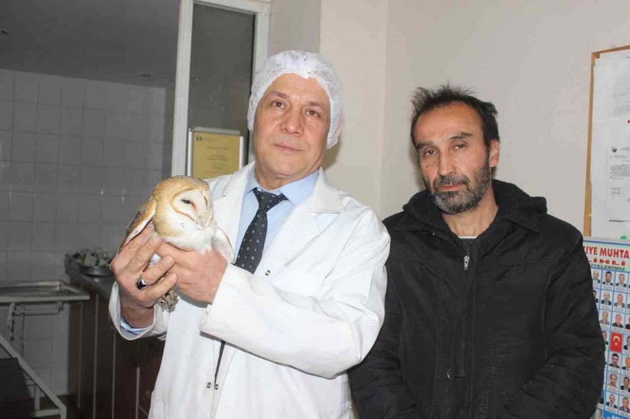 Ender görülen peçeli baykuş yaralı halde bulundu